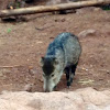 Collared Peccary