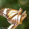 Black Veined Tiger Butterfly