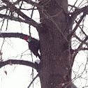 Pileated woodpecker