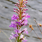 Purple Fringed Orchid