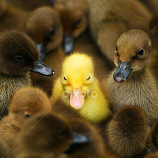 Dare to be different by Kusmayasandi Kartiwa -  