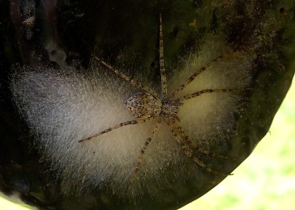 Philodromid spider