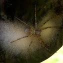 Philodromid spider