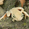 Rana Platanera - Tree Frog