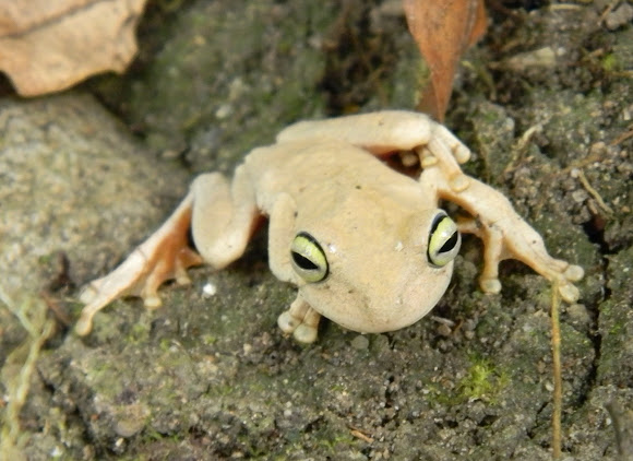 Rana Platanera Tree Frog Project Noah