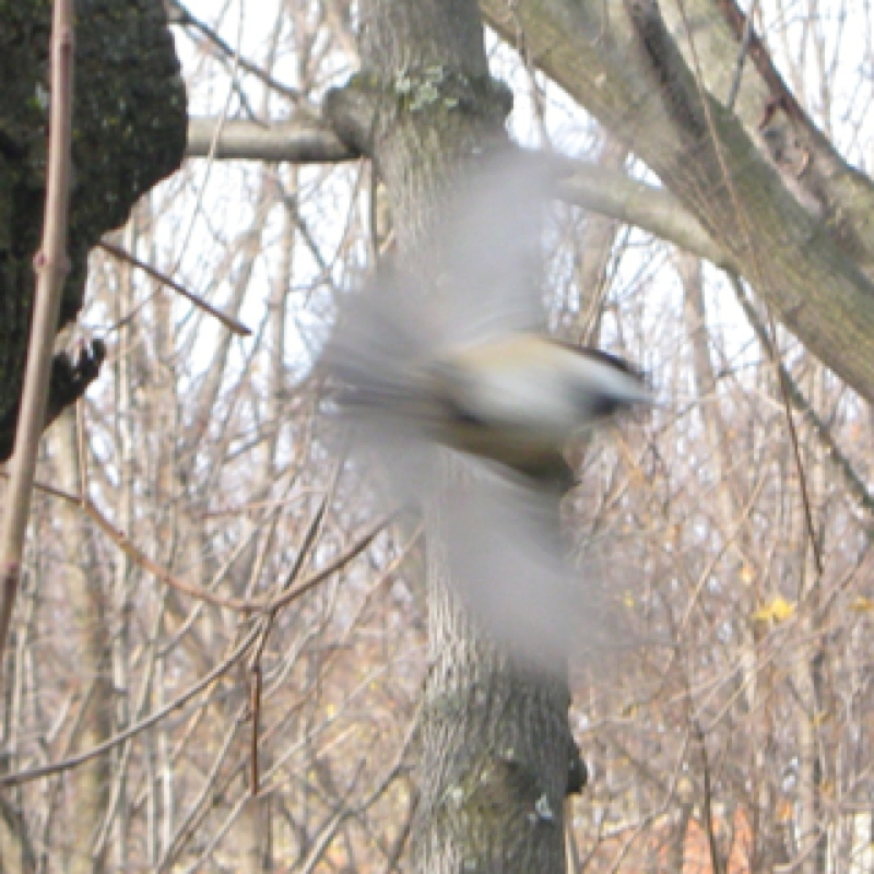 Black caped chickadee