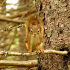 Red Squirrel