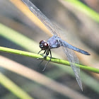 Slaty Skimmer