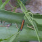 Gulf Fritillary Caterpillar (first instars)