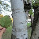 paper birch