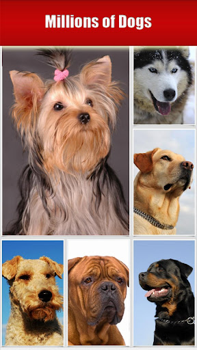 Dog Breeds HD Catalog