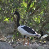 Magpie Goose
