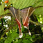 Eyetailed Moth (female)