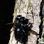 Violet carpenter bee; Abejorro carpintero