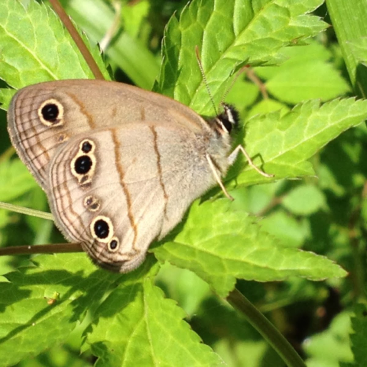 Little Wood Satyr