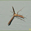 Pterophoridae Plume Moth