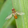 Hover fly (female)