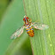 Hover fly (female)
