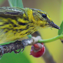 cape may warbler