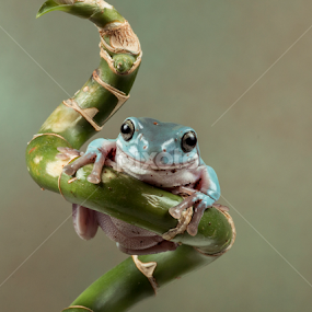 White Tree Frog by Lee Sutton - Animals Amphibians