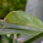 Leaf Katydid