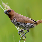 Scaly-breasted Munia