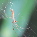 Brown Long-jawed Spider