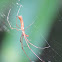 Brown Long-jawed Spider