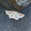 Faint-Spotted Angle Geometer Moth