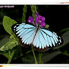 Common Wanderer Butterfly