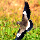 Southern Lapwing