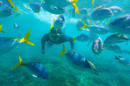 Australia-Whitsunday-Islands-Snorkeling - A snorkeler encounters a school of fish in the Whitsunday Islands of Australia during a G Adventures expedition. 