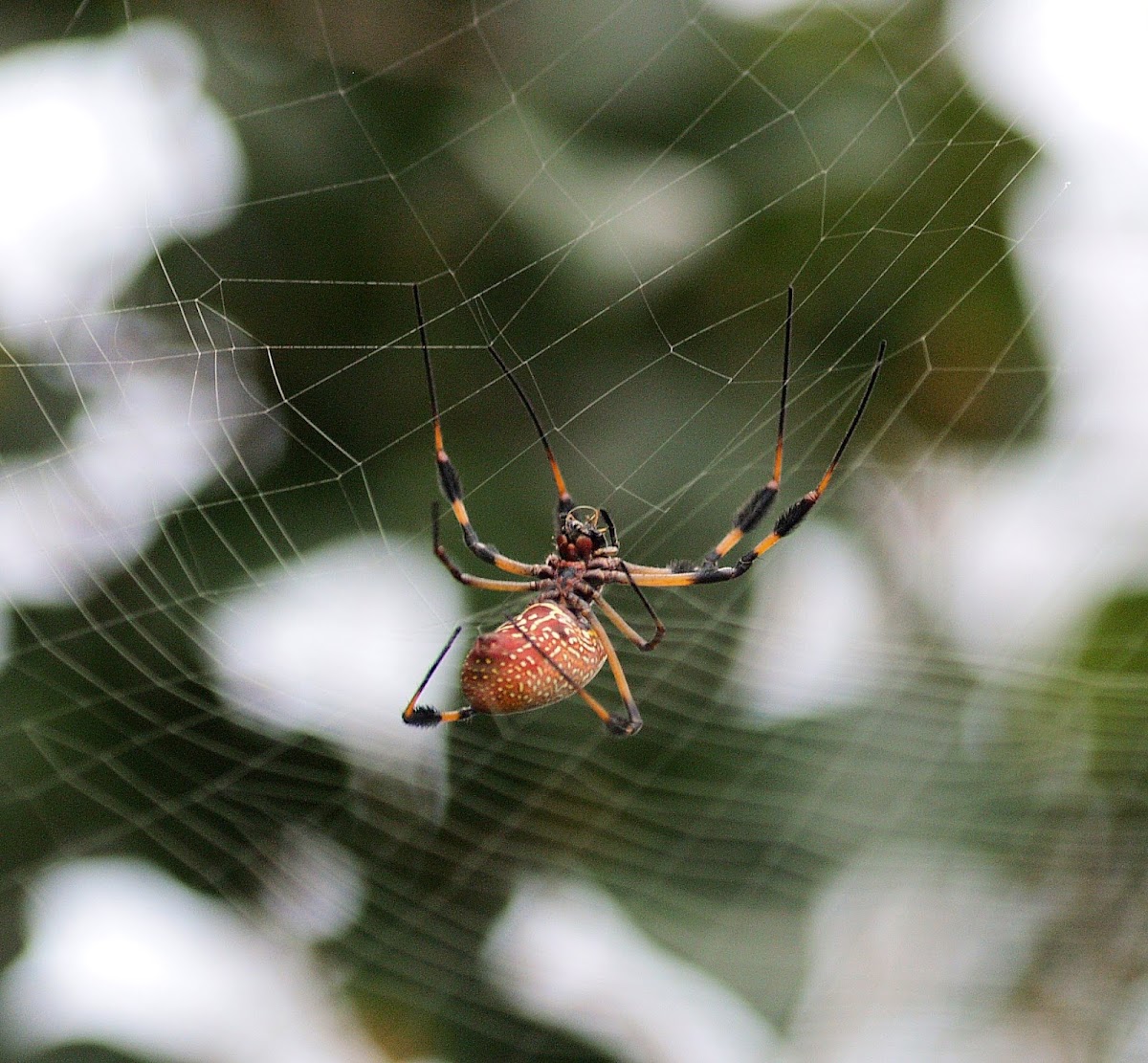 Golden Silk Spider: aka "banana spider"- female