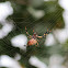 Golden Silk Spider: aka "banana spider"- female