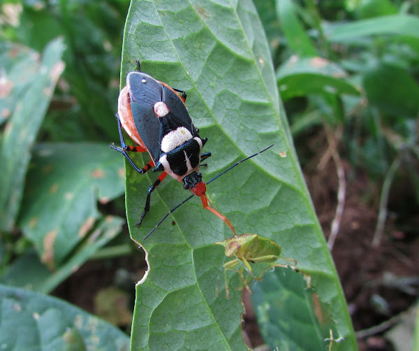 Predatory stink bug Project Noah