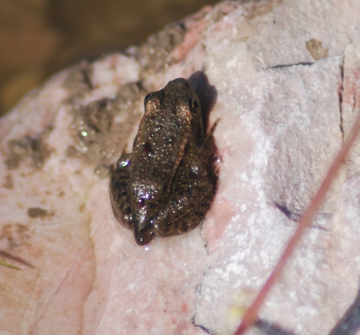 young  Common Frog, junger Grasfrosch