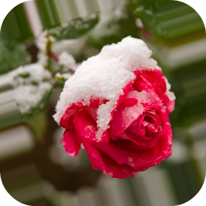 Red Rose In The Snow.apk 1.1.1