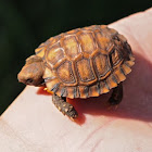 Natal Hinged Tortoise