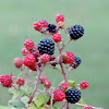 Blackberries 