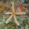 Tan Sea Star