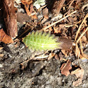 Crowned-Slug Caterpillar