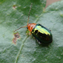 Escarabajo pulga
