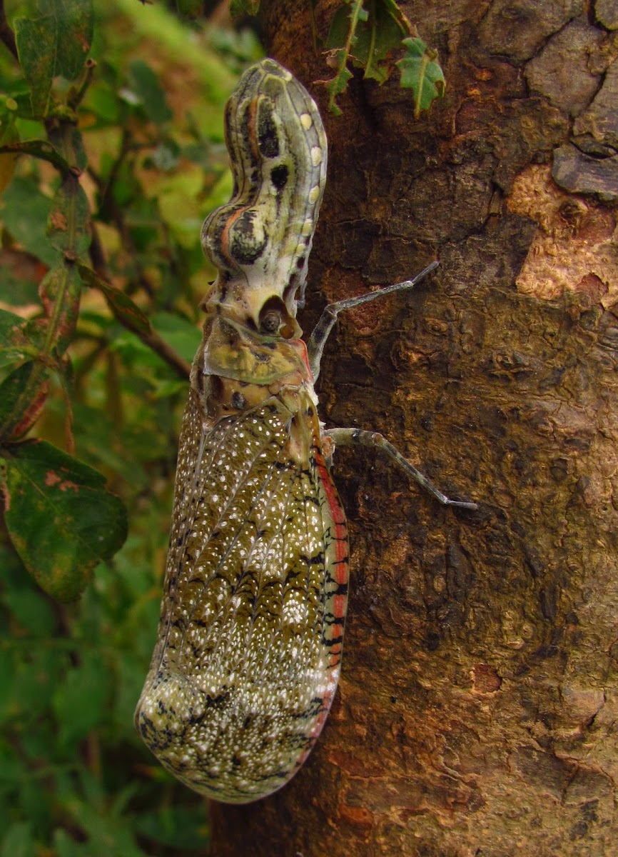 Peanut-head Bug