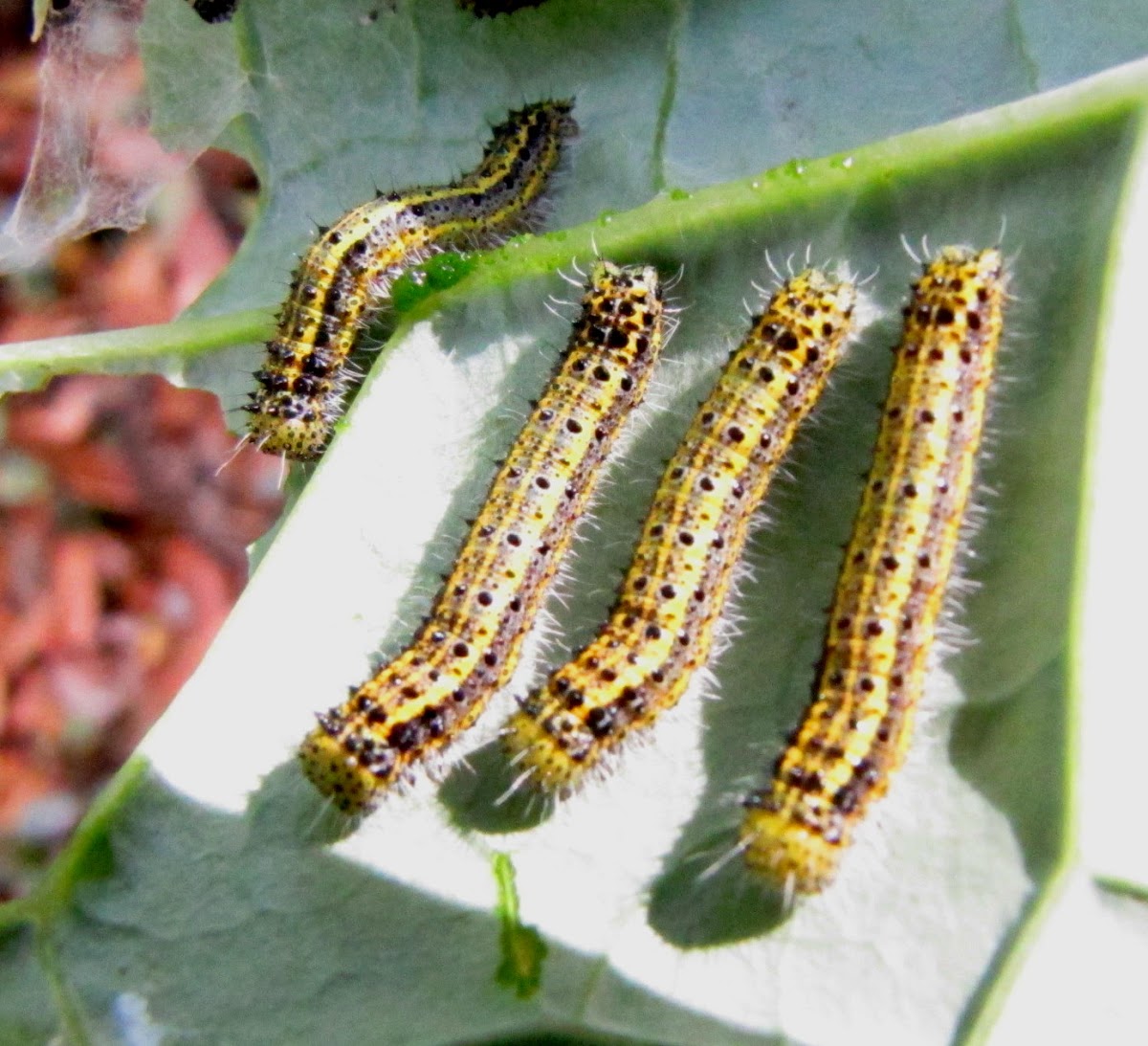 Great southern white caterpillars