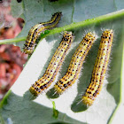 Great southern white caterpillars