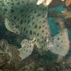 Barramundi cod (Panther grouper)