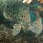 Barramundi cod (Panther grouper)