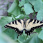 Eastern Tiger Swallowtail