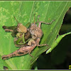 Rice Grasshoppers (Mating)