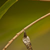 case moth